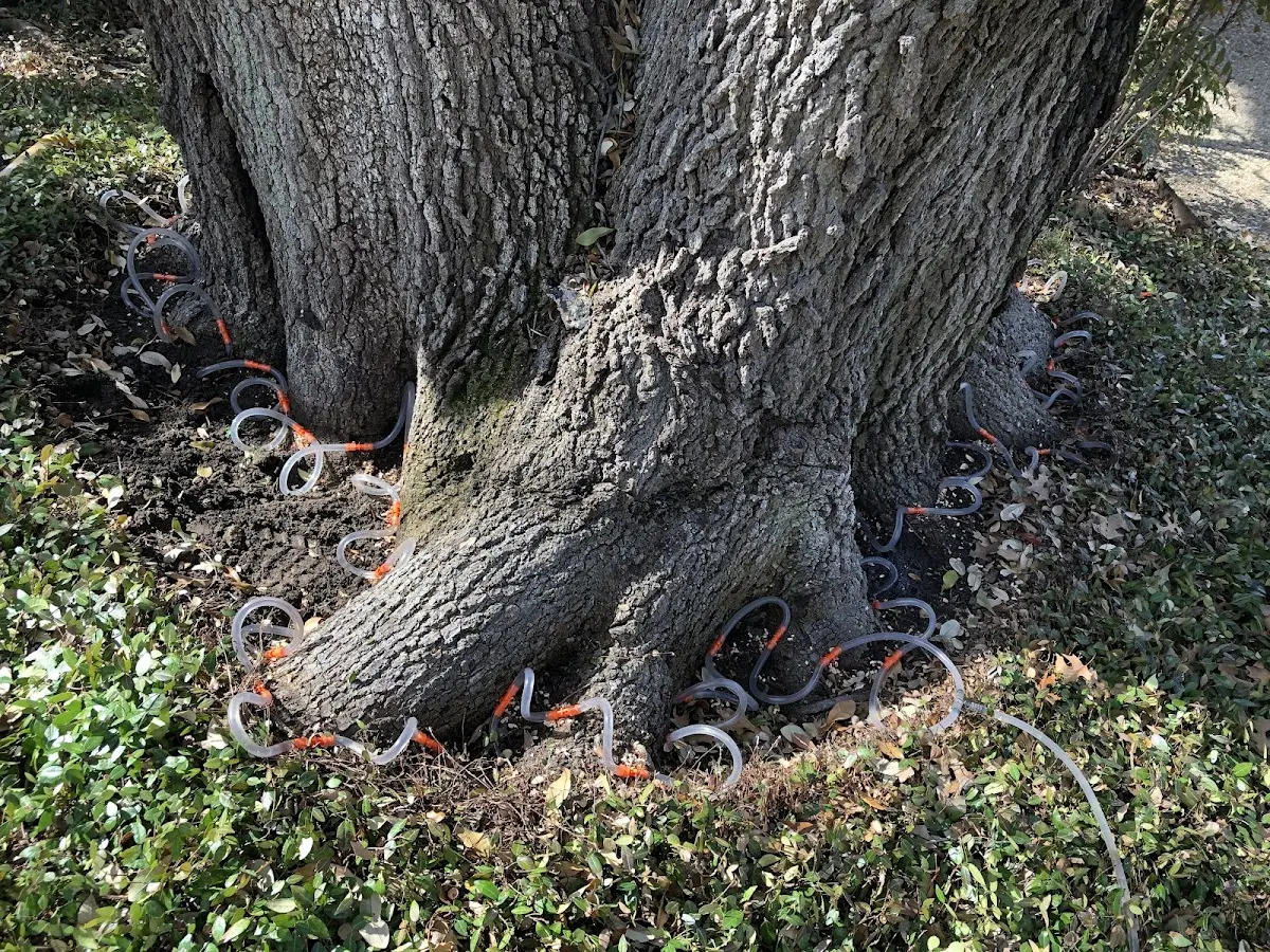 Detailed Tree Cabling and Bracing job site in Doylesburg