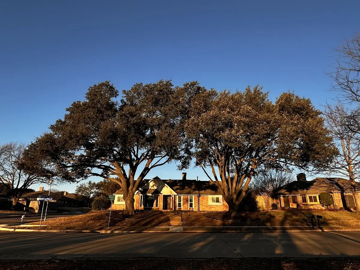 Established residential canopy tree shading a home in Doylesburg